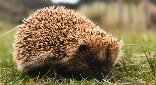 Piektdien pārsvarā būs mākoņains, pēcpusdienā sāks skaidroties