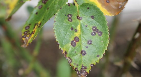 Rožu lapu tumšplankumainība: speciālistes ieteikumi un receptes pret kaiti