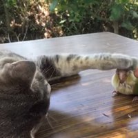 Neparasts video: Kaķis glauda papagaili