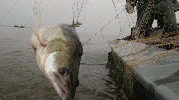 zandarts pike perch