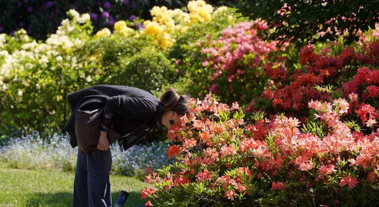 No rododendriem līdz pirmajām peonijām – LU Botāniskajā dārzā baudāms ziedonis