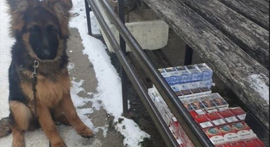 ФОТО. Во время тренировки щенок овчарки нашел нелегальные сигареты