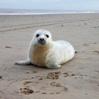 Спасенного весной в Латвии тюлененка увозят в шведский зоопарк