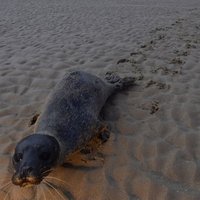 В Латвии просят разрешить отстрел тюленей
