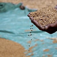 Eksministrs: Ēģiptei atlikuši importa kviešu krājumi vien diviem mēnešiem