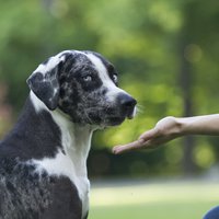 Desmit kļūdas, kuras saimnieki pieļauj suņa apmācībā