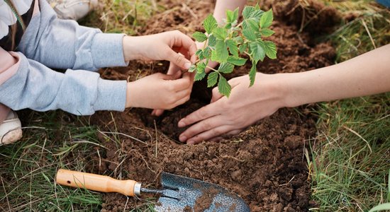 Laiks ķerties klāt krūmogulāju stādīšanai – kā to darīt pareizi