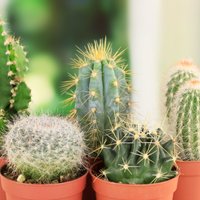 Adatainie skaistuļi kaktusi – kā par tiem pareizi rūpēties