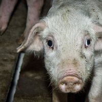 Литва закрыла границу для свинины, кабанины и спермы из Латвии