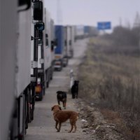 SM rosina kravas transportlīdzekļiem noteikt maksu par ceļu izmantošanu