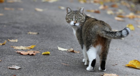 Gada laikā Limbažos mēģinās apturēt ar bezsaimnieku kaķu vairošanos