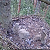 Video: Ūpju mazulis ligzdā vingrina spārnus un nokrīt uz snīpja