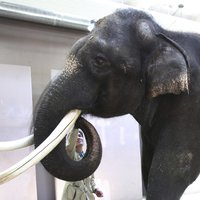 Слонов спасли от мороза водкой