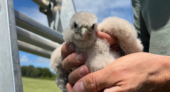 Foto: Palīdzēs atjaunot īpaši aizsargājamo peļu vanadziņa populāciju