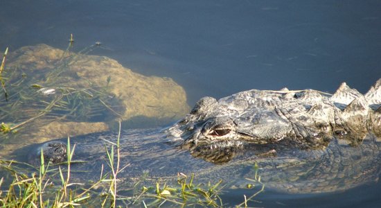 Video: Aligators dzenas pakaļ makšķernieka laivai