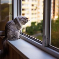 Kāpēc kaķu saimniekiem jābūt uzmanīgiem, saulainās dienās vēdinot istabas