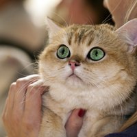 10 самых популярных пород кошек в Латвии