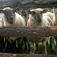 Ziemeļvidzemē vilki nokoduši 19 aitas un divus teļus