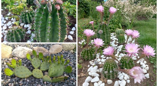 Pieredzes stāsti: kaktusu ziedu salūts vasarā un to pārziemināšana dobēs