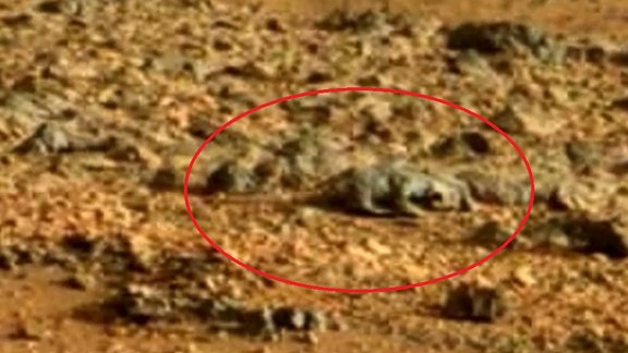 Lizard on Mars