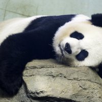 Гигантская панда родила двух детенышей в зоопарке Вашингтона