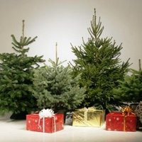 Традиции Рождественской елки в мире