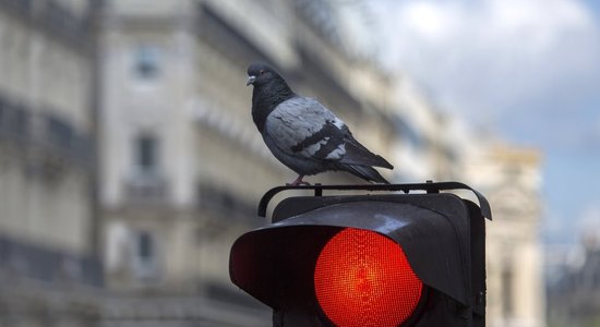 Rīgā pastiprinās cīņu ar luksoforu signālu un sabiedriskā transporta joslu neievērotājiem