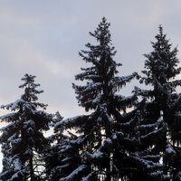 Новый год-2014: как правильно срубить елку в латвийском лесу