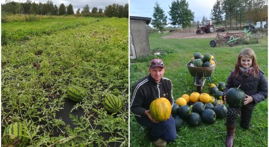 Savējie arbūzi galdā līdz pat Ziemassvētkiem – Bubinu ģimenes eksperiments Neretā