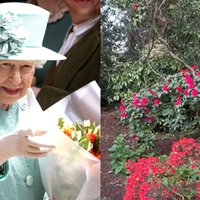 Bekingemas pils publisko vēl neredzētu video no karalienes Elizabetes dārza