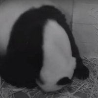 Video: Lielā panda Vašingtonas Zoo laidusi pasaulē dvīņus