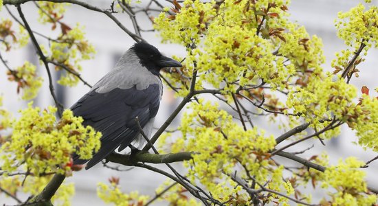 Вороны и вандалы: садовники вынуждены охранять рижские клумбы от вредителей