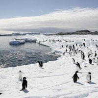 В NASA объяснили загадочное таяние льдов в Антарктике