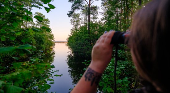 Bezmaksas meditācija latvietim – putnu vērošana