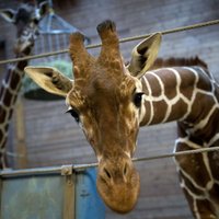 Dānijas zoodārzā nogalina žirafi (+FOTO)