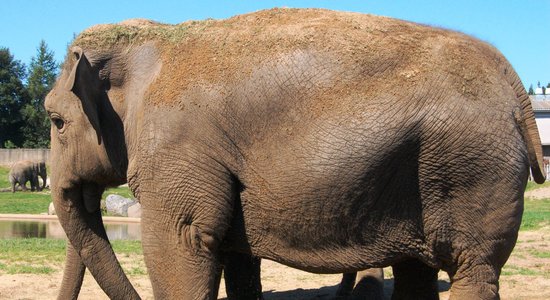 Zilonis Marokas zoo ar akmeni iemet meitenei pa galvu, viņu nogalinot