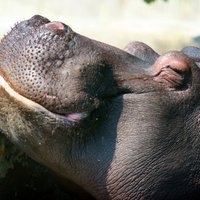 Līdz ar plūdiem nigēriešu mājās ienākuši krokodili un nīlzirgi