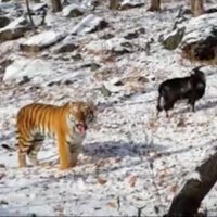 Video: Tīģeris sadraudzējas ar savām pusdienām - drosmīgo āzi Timūru