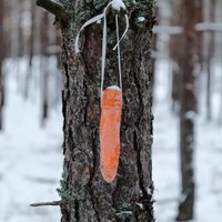 Эксперты: в Латвии заметно подорожают лук и морковь