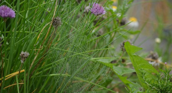 Piektdien saule mīsies ar mākoņiem, gaiss iesils līdz +20 grādiem