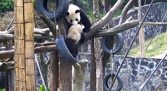 Satraucošs video: Pandu māmiņa pārgalvīgā veidā uzceļ mazuli uz zara