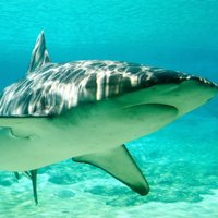 ВИДЕО: Как тигровая акула с акулой-молотом боролась