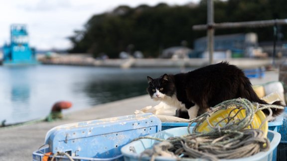 kaķis, Japāna, Tashirojima