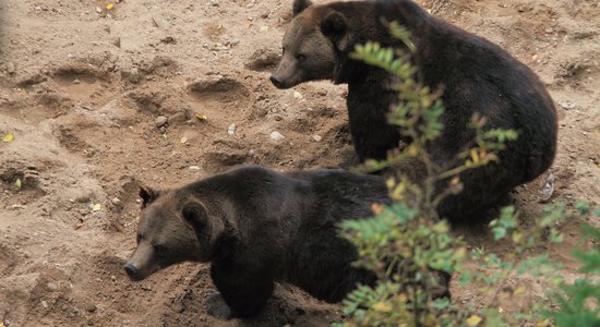 Lāčus uz 'Mežavairogiem' pārcels ne ātrāk kā pēc nedēļas; Līgatnes voljēra uzlabošanai lūgs palīdzību