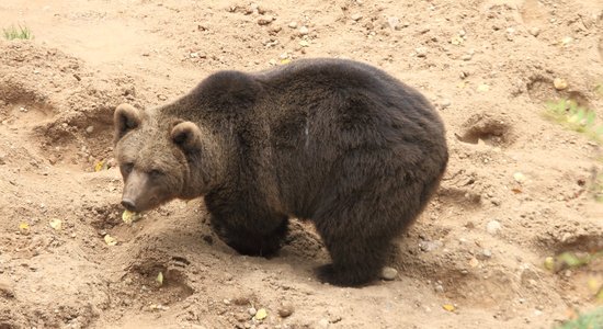 Lēmumu par Līgatnes lāču pārvietošanu varētu pieņemt divu dienu laikā