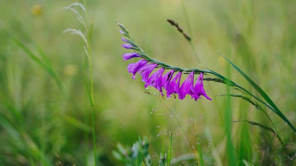 aizsargājams augs, jumstiņu gladiola