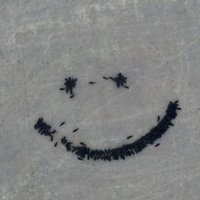 Video: Fermeris ar īstām govīm 'uzzīmē' smaidiņu