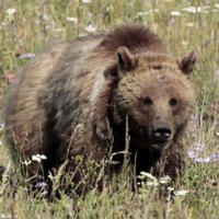 Медведь напал на спортсменку во время марафона в США