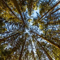 Eksperts: Latvijā mežkopības kvalitāte privātajos mežos ir katastrofāla