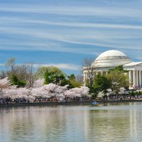 Ziedoši ķirši, prezidenti un zivju tirgus – pavasara pastaiga grandiozajā Vašingtonā